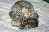 De La Tribu De Louna - 1ers chatons de FIESTA