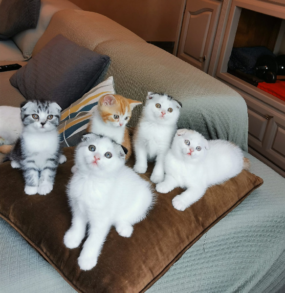 chaton Scottish Fold De Valfleury