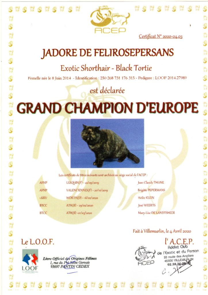 De Felirosepersans - Jadore de Félirosepersans  Grande championne d'Europe