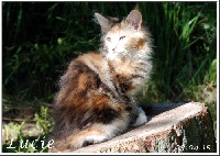 Athabaska's - Chaton disponible  - Maine Coon