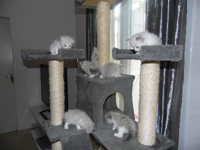 chatterie loméli's - les chatons sibériens sont nés