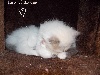 Des Petits Flocons - nouvelles photos des chatons =^. .^=