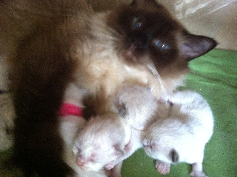 chaton Ragdoll Des Petits Flocons