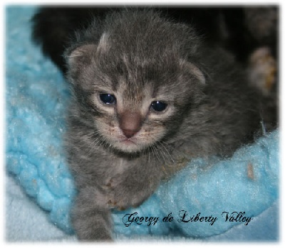 De Liberty Valley - Des chatons Siberiens sont nés