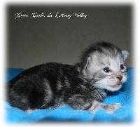 De Liberty Valley - Chaton disponible  - Maine Coon