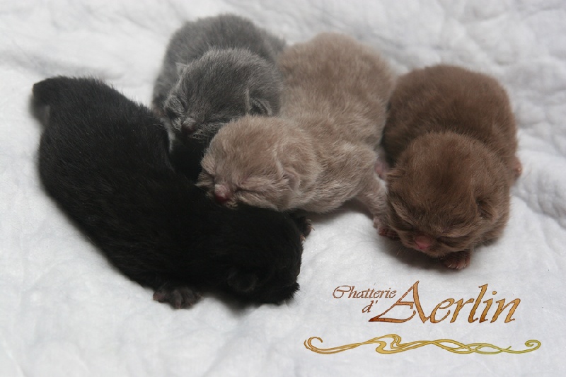 chaton British Shorthair et Longhair D'aerlin