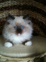 ISIDORE (SEAL MITTED) =^o^=