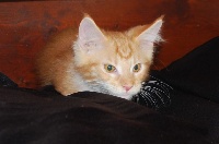 Lynocoons - Chaton disponible  - Maine Coon