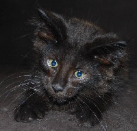 Lynocoons - Chaton disponible  - Maine Coon