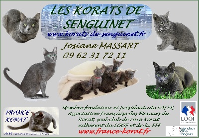 De Senguinet - Le Korat dans 30 Millions d'amis de mars 2015