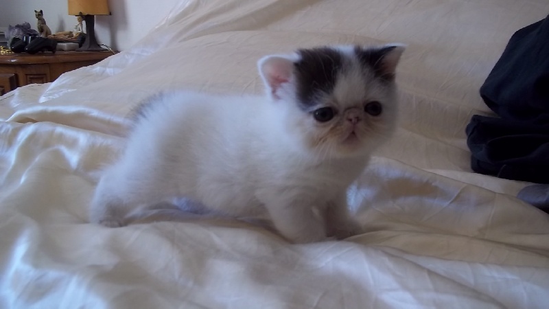 chaton Exotic Shorthair De Carinthone