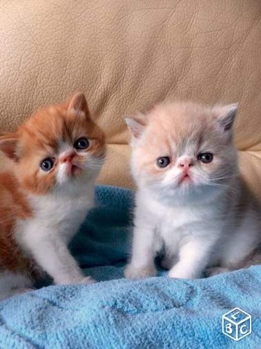 chaton Exotic Shorthair De Carinthone