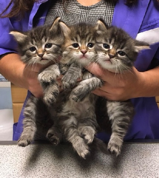 chaton Sibérien Gaberic's