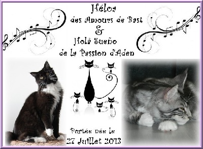 Des Amours De Bast - Des chatons sont nés le 27.07.2013