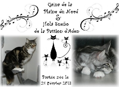 Des Amours De Bast - Des chatons sont nés le 28.02.2013