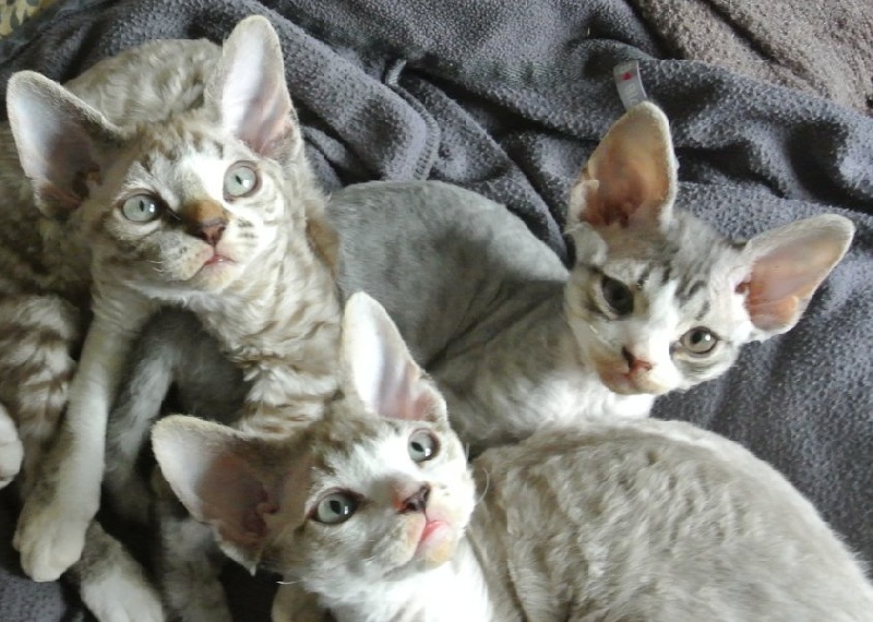 chaton Devon Rex des 3 ginkgo