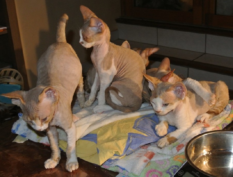 chaton Devon Rex des 3 ginkgo