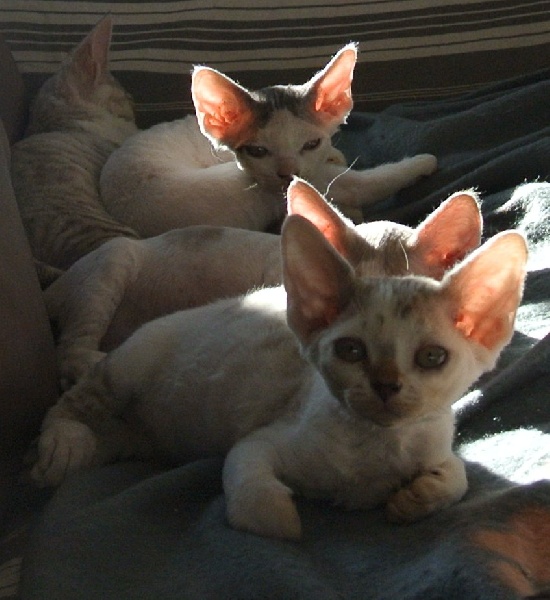 chaton Devon Rex des 3 ginkgo