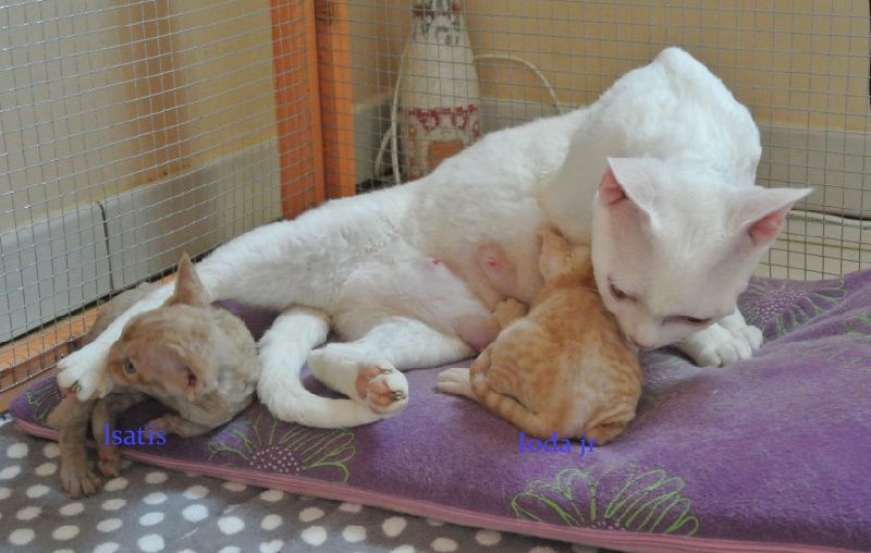 chaton Devon Rex des 3 ginkgo