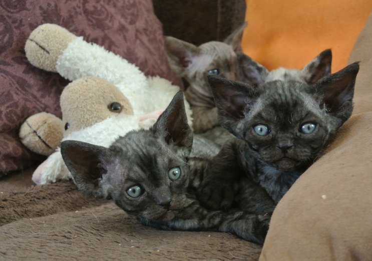 chaton Devon Rex des 3 ginkgo