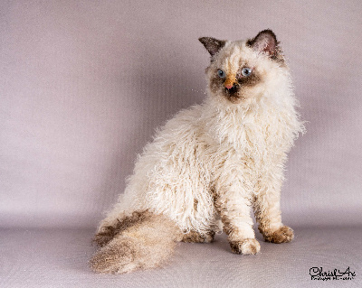 des Furoles d'Ajol - Chaton disponible  - Selkirk Rex poil court et poil long