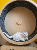 Selkirk Rex poil court et poil long