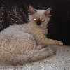 Selkirk Rex poil court et poil long