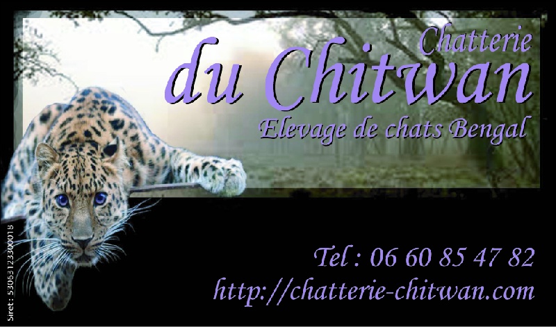 chaton Bengal Du Chitwan