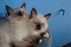 Du Duché De Bretagne - 2 magnifiques chatons Ragdoll cherchent une famille !!