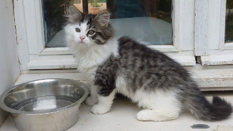 chaton Sibérien De Valbonne