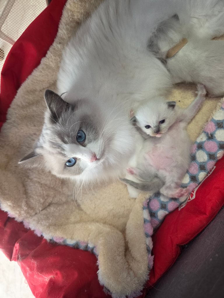 Des Elfes - naissance chaton yumi 2026