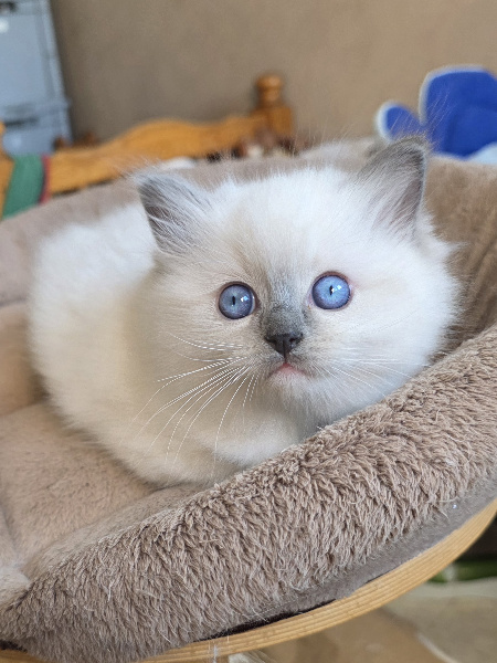 BLUEBELLE