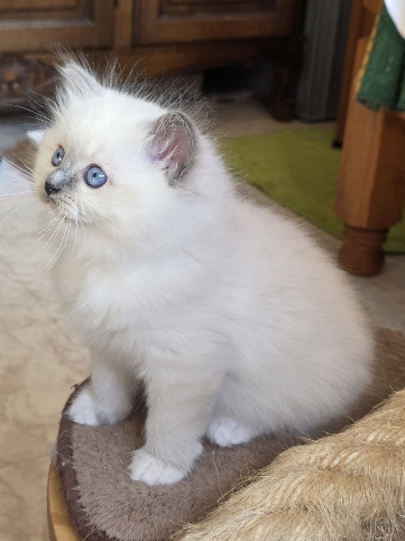 BLUEBELLE