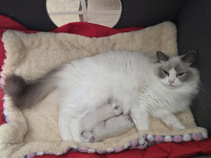 chaton Ragdoll Des Elfes