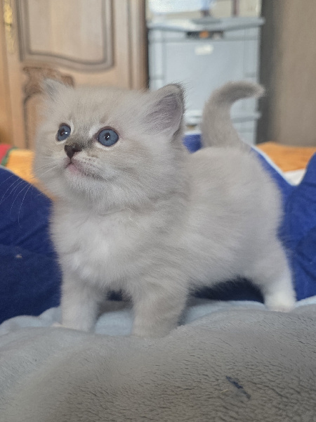 BAGHEERA