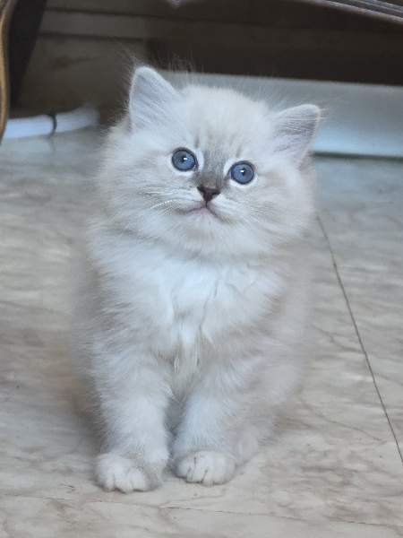 BAGHEERA