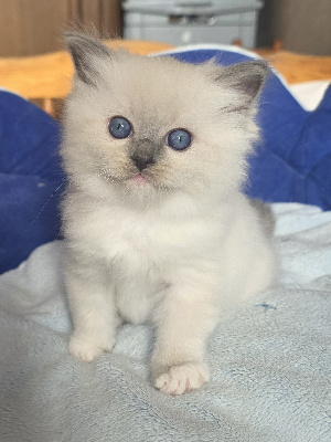Des Elfes - Chaton disponible  - Ragdoll