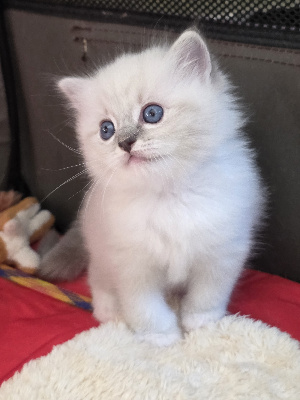 Des Elfes - Chaton disponible  - Ragdoll