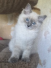 Ragdoll