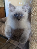 Ragdoll