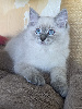Ragdoll