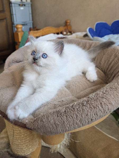 BLUEBELLE