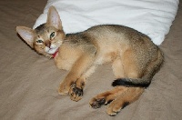 chaton mâle lièvre - Abyssin