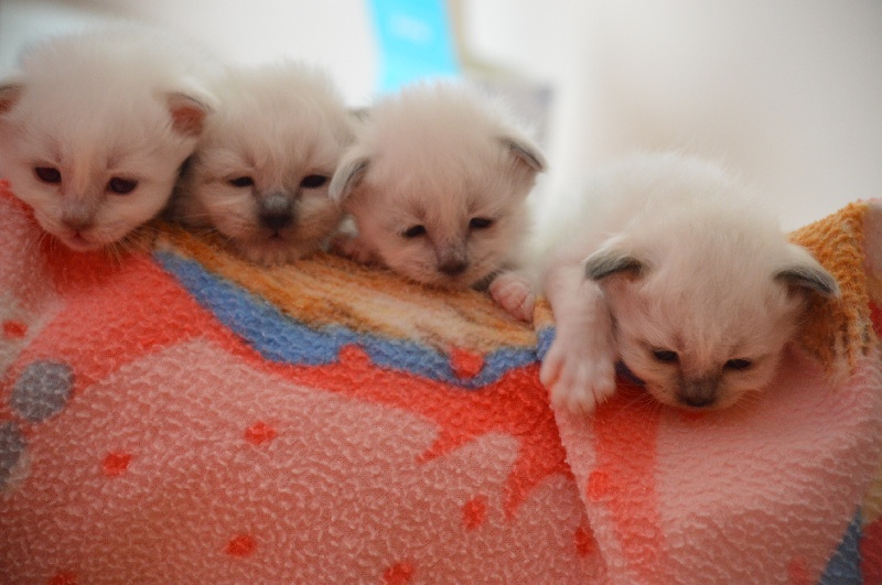 chaton Sacré de Birmanie Se Shaariselka