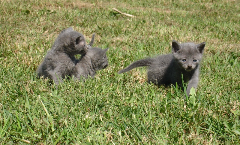 chaton Russe de L 'univers Des Sphynx