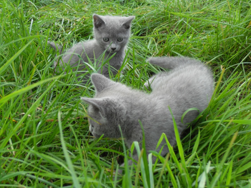 chaton Russe de L 'univers Des Sphynx