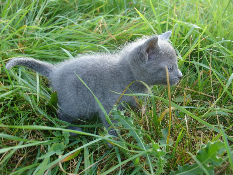 chaton Russe de L 'univers Des Sphynx