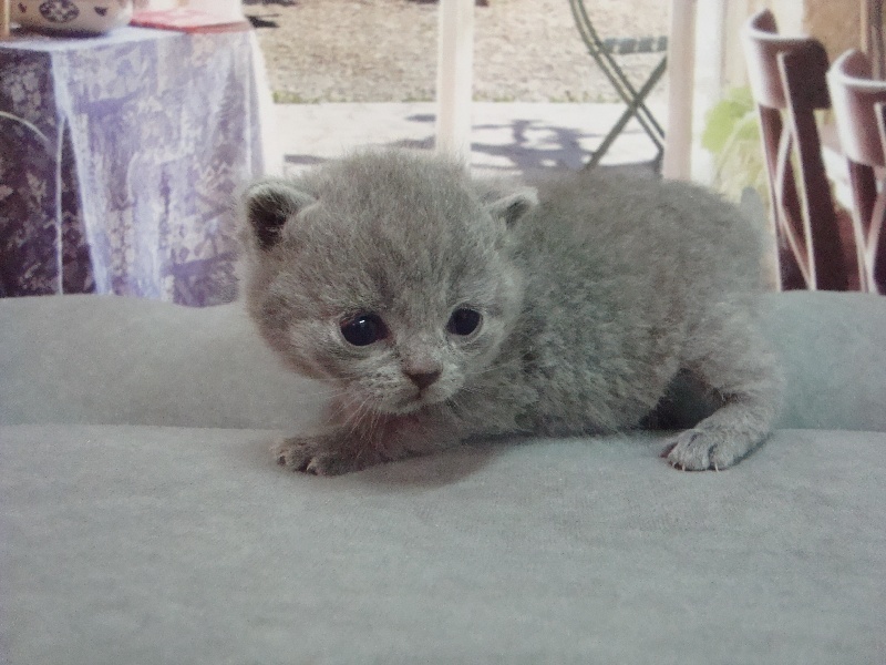 de L 'univers Des Sphynx - Chaton disponible  - British Shorthair et Longhair