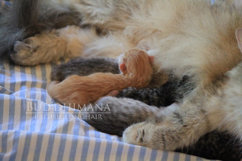 Bud'dhimana - British Shorthair et Longhair - Portée née le 29/06/2014