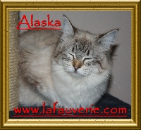Alaska of bobtails usa
